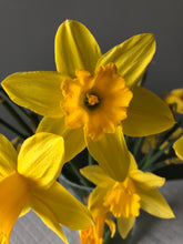 Load image into Gallery viewer, Irish Daffodil (NEW)