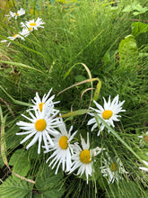 Load image into Gallery viewer, Wild Irish Violet & Daisy (NEW)