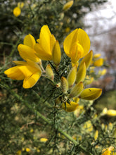 Load image into Gallery viewer, Wild Irish Yellow Gorse 140g (NEW)
