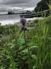 Load image into Gallery viewer, Pumice Mint Foot Soap