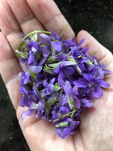 Load image into Gallery viewer, Wild Irish Violet & Daisy (NEW)