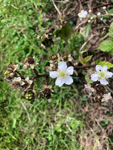 Load image into Gallery viewer, Wild Blackberry flowers.