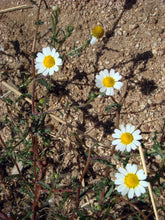 Load image into Gallery viewer, Vegan Intimate Soap