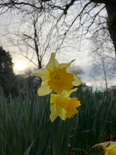 Load image into Gallery viewer, Irish Daffodil (NEW)
