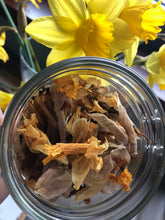 Load image into Gallery viewer, Irish Daffodil (NEW)

