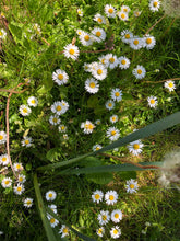 Load image into Gallery viewer, Wild Irish Violet &amp; Daisy (NEW)
