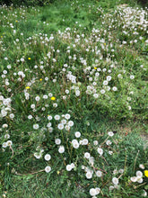 Load image into Gallery viewer, Wild Irish Dandelion Honey (NEW)
