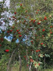 Wild Irish Rowan Berries