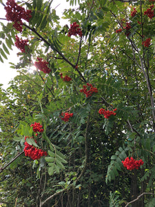 Wild Irish Rowan Berries