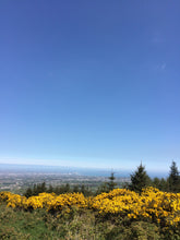 Load image into Gallery viewer, Wild Irish Yellow Gorse 140g (NEW)
