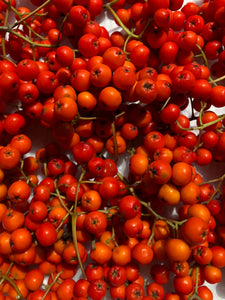 Wild Irish Rowan Berries