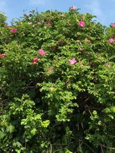 Load image into Gallery viewer, Wild Irish Rose
