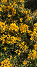 Load image into Gallery viewer, Burnout | Wild Gorse Infused Mineral Bath Salts
