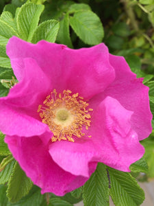 Wild Irish Rose