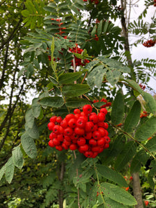 Wild Irish Rowan Berries