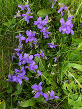 Load image into Gallery viewer, Wild Irish Violet &amp; Daisy (NEW)
