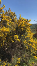 Load and play video in Gallery viewer, Wild Irish Yellow Gorse 140g (NEW)
