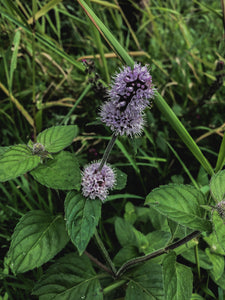 Wild Irish Mint & Nettle