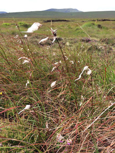 Irish Bog & Wild Thyme