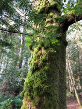 Load image into Gallery viewer, Wild Irish Heather &amp; Moss
