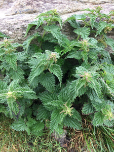 Nettle & Horsetail Shampoo Bar - Normal to Oily Hair