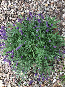 Wild Irish Lavender