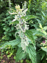 Load image into Gallery viewer, Wild Irish Mint &amp; Nettle
