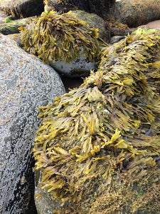 Wild Irish Seaweed & Atlantic Sea Salt