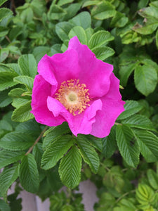 Wild Irish Rose Shampoo Bar - Normal to Dry Hair