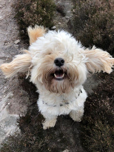 Scratchy Doggie Shampoo Bar