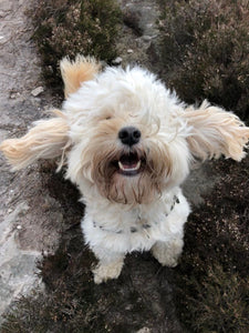 Dirty Doggie Shampoo Bar